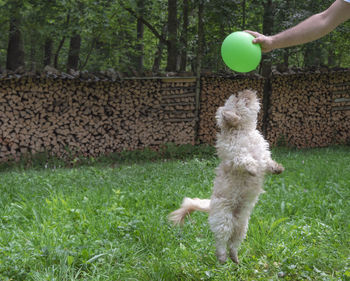 Cropped hand holding ball while playing with dog