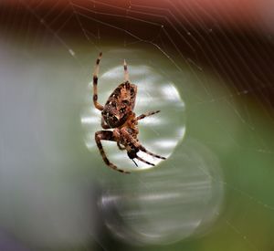 Close-up of spider on web