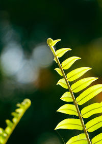 Close-up of plant