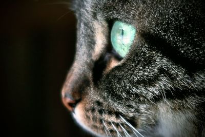 Close-up of cat looking away