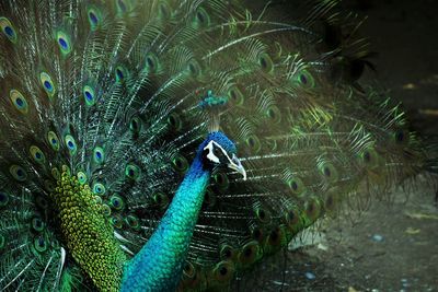 High angle view of peacock displaying its train