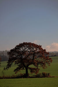 Tree on field against sky