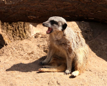 View of meerkat sitting on rock