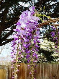 Close-up of purple flowering plant