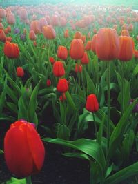 Close-up of red tulips blooming in field