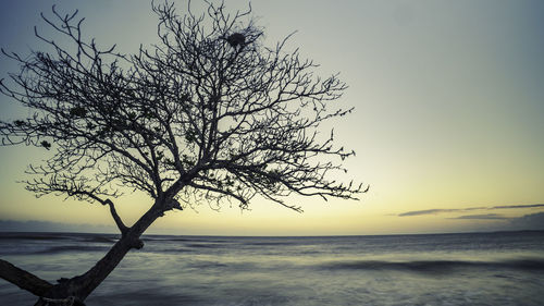 Bare tree by sea against sky during sunset