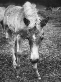 Close-up of sheep standing on field