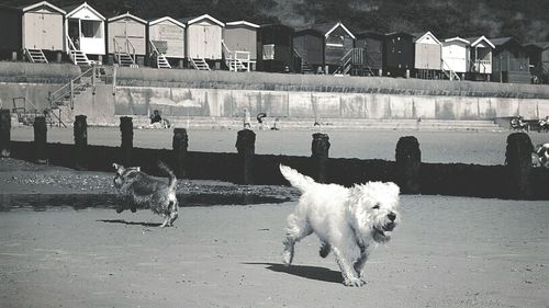 Dog walking on road