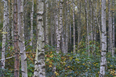 Trees in forest