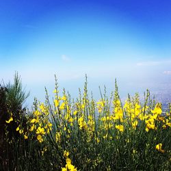 Yellow plants against clear blue sky
