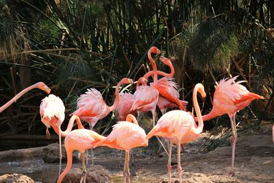 View of flamingo birds on lake