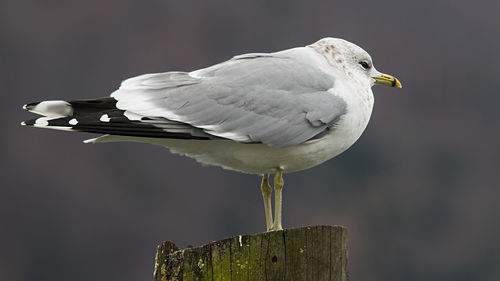 Close-up of seagull perching on wooden post