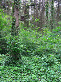 Plants and trees in forest