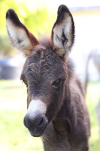 Close-up portrait of a horse