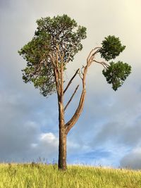 Tree on field against sky