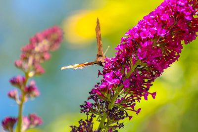 Close-up of insect on pink flower