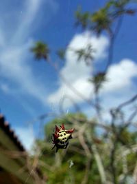 Close-up of insect on flower against sky