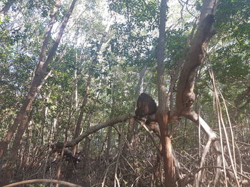 Low angle view of monkey on tree in forest