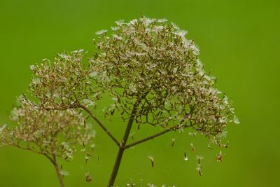Close-up of flowering plant against tree