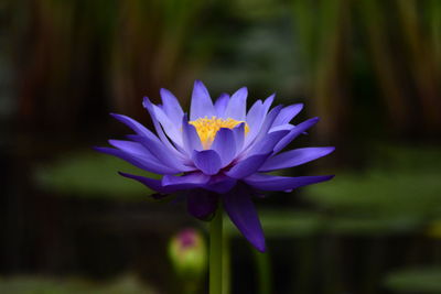 Close-up of purple water lily