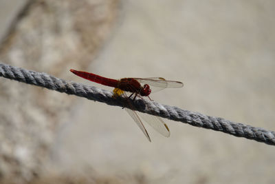 Close-up of dragonfly