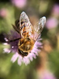 Close-up of honey bee on purple flower