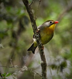 Close-up of bird perching on tree