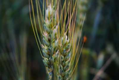 Close-up of wheat growing on field