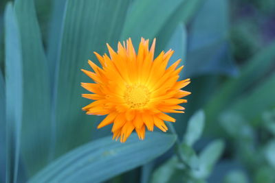 Close-up of orange flower 