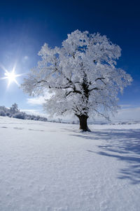 Tree on snow covered field against sky