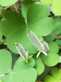 Close-up of green leaves on plant