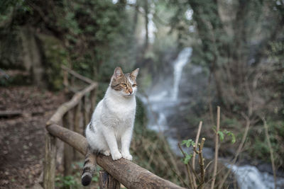 Cat looking away in a forest