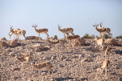 Large group of antelopes in the wild