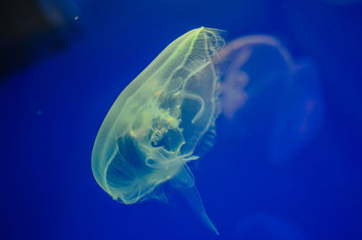 Close-up of jellyfish swimming in aquarium