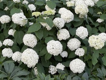 High angle view of white hydrangea