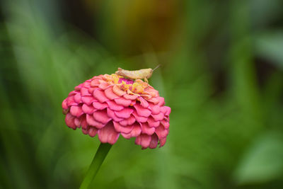 Close-up of pink flower