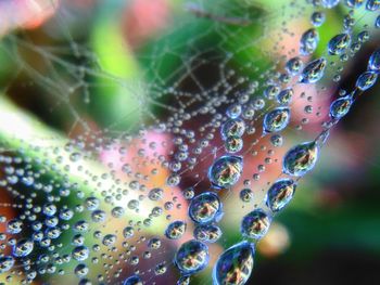 Close-up of water drops on spider web