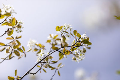 Close-up of white blossom against sky
