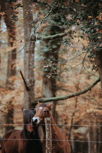 View of a horse on field