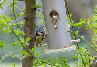 Bird perching on a feeder