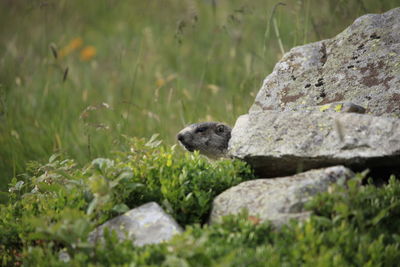 View of snake on rock