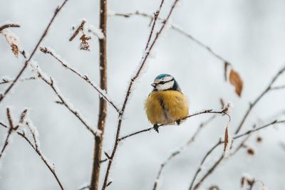 Bird perching on branch