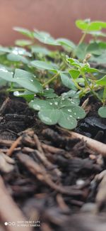 High angle view of leaves on plant