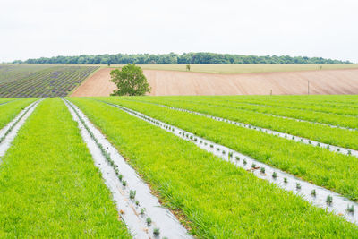 Scenic view of agricultural field against sky