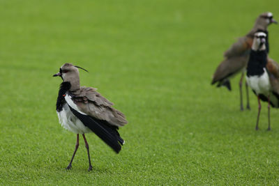 Bird on a field