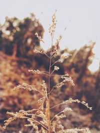 Close-up of dry plant on field against sky