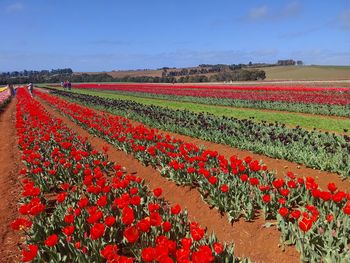 Scenic view of agricultural field