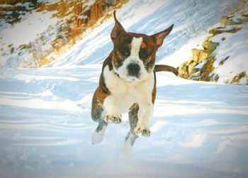 Dog running in snow