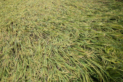 Full frame shot of wheat field