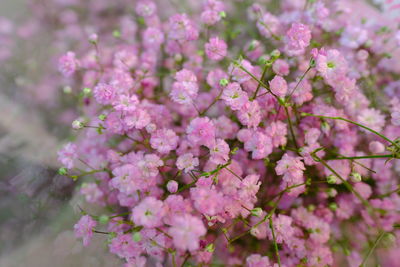 Close-up of pink cherry blossom